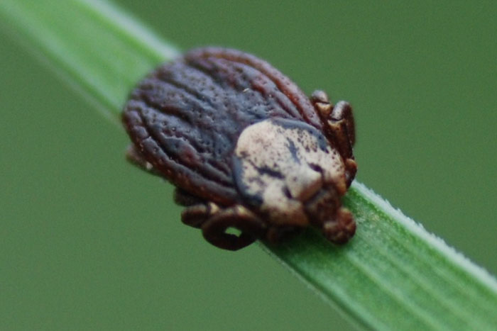 ixodid